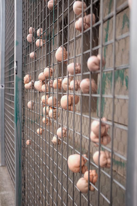 experimental foam sculptures hanging from a metallic fence
