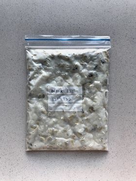 a minigrip bag of mixture of mycelium and black eye beans