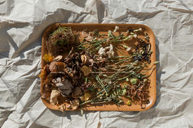 dried plants and leaves on a tray