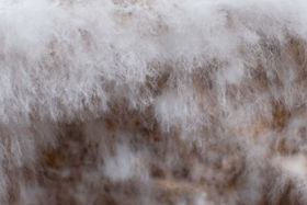 Close-up of mycelium