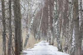 A snowy path going through the Laajalahti route in early spring, last year's tall grass in view, framed with birches and aspen tree trunks, tree tops not in view