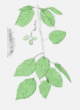 a drawing of gray alder