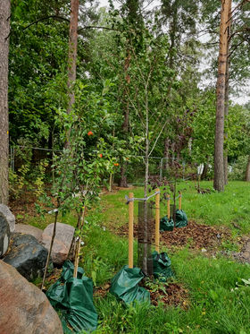 new trees planted with biochar Oravapuisto