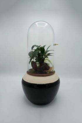Small indoor plant in a plant pot covered with a glass dome