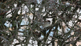 Bird hiding in a leafless bush