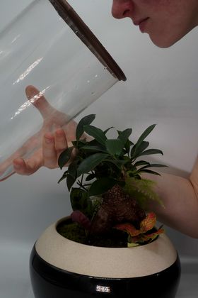 A person lifting a glass dome which is covering an indoor plant