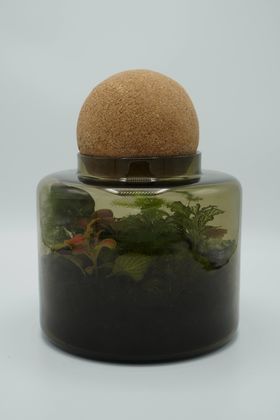 A terrarium of plants in a glass container with a circular cork cover