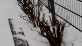 Blurred image of trimmed bushes peaking out of the snow cover