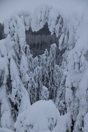 Pine trees covered in a thick snow layer