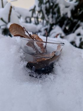 A glass bowl placed in snow, in it water and dry, brown leaves