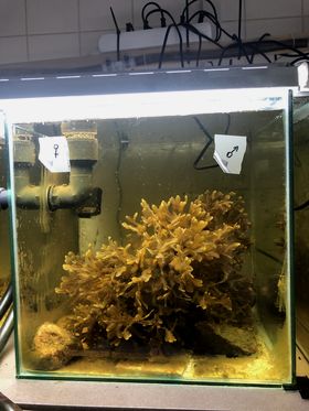 Algae specimen in an aquarium