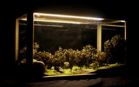 A miniature forest made of algae and placed in a terrarium kind of environment