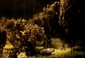 A miniature forest made of algae