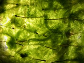 Luminous green algae - close up image