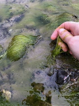 A hand touching green algae in the sea