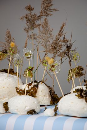 Algae lollipops presented alongside algae and dried plants