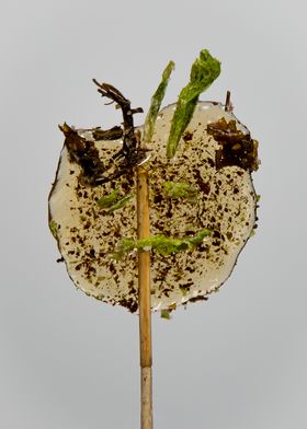 A flat translucent lollipop with a face and hair made of algae