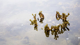 An algae crown floating in the Baltic Sea