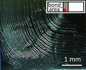 a microscopic view of the bonding process when water is mixed with select plant-based particles