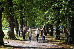 Neljä opiskelijaa kävelemässä puiden reunustamalla kävelytiellä kampuksella.