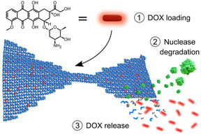 dox release from dna nanostructure aalto university
