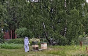 Color photo of beekeeper with hives in a natural setting