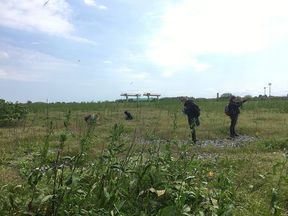 A grassfield with some low bushes and a blue sky in the background. Four researchers observe the field in different locations, both standing and kneeling down to examine the soil, species, and surrounding.. 