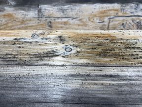 Piece of wood, showcasing the time visible in the wood surface