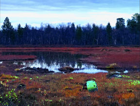 photo of a swamp with a neon green hockey helmet resting on the ground