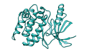 3D cartoon model of protein kinase