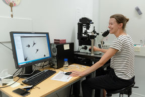 Assistant Professor Matilda Backholm looks at shrimp via a screen connected to a microscope.