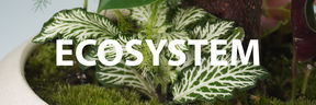 Image of a houseplant in the background, white text saying ”ECOSYSTEM” over the image