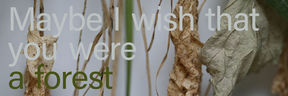 A close up of dry leaves and a text over the image saying “Maybe I wish that you were a forest”