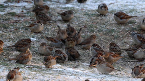 Many small brown birds gathered on a slightly snow covered patch of grass