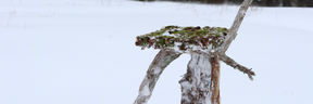 A moss covered wooden sculpture standing in the snow