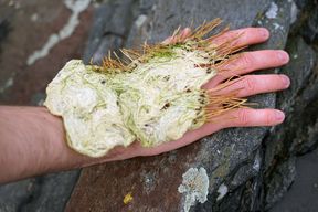 A hand covered with a seaweed and pine needle material 
