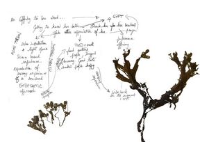 A sketch of an algae accompanied by handwritten notes and many arrows