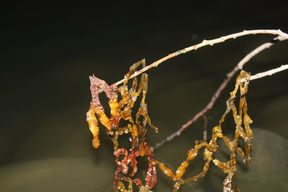 Seaweed hanging on a branch, a murky sea in the background
