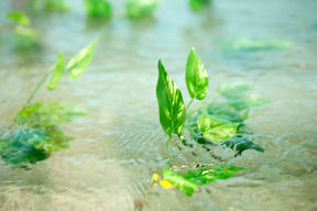 Vihreitä kasvin lehtiä virtaavassa vedessä.