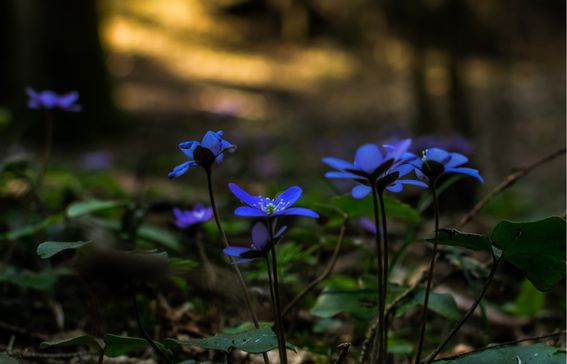 Hepaticas in the dark woods / Photo by Egidijus Bielskis