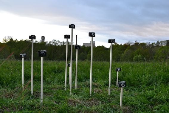 Cameras standing on sticks in grassy field - an art installation