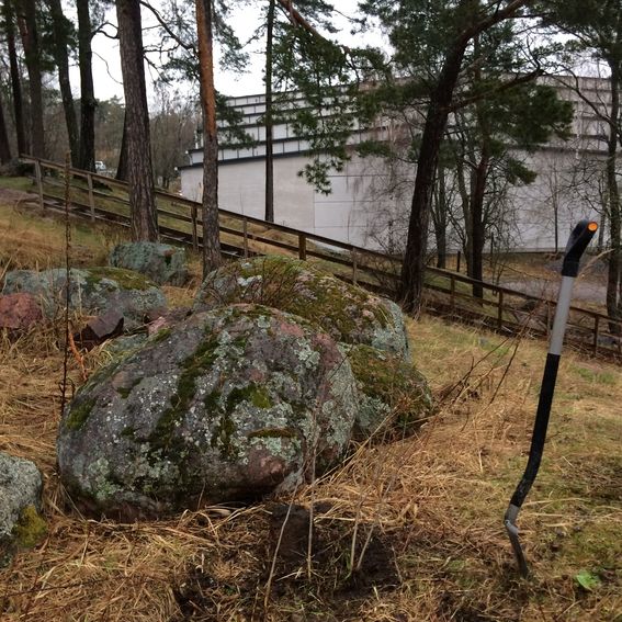 Planting an aronia plant next to a big rock in Otaniemi, a shovel standing stuck on the ground next to the plant