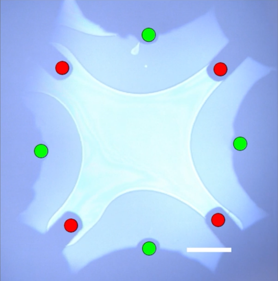 Ferrofludic manipulator shaping a hexadecane droplet