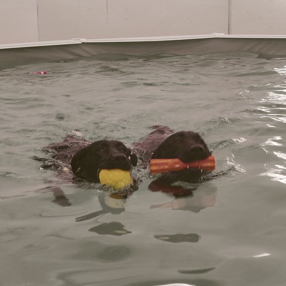 Niksi is swimming in a pool together with her guide dog brother.