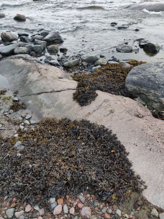 An abundance of algae washed up on the shore