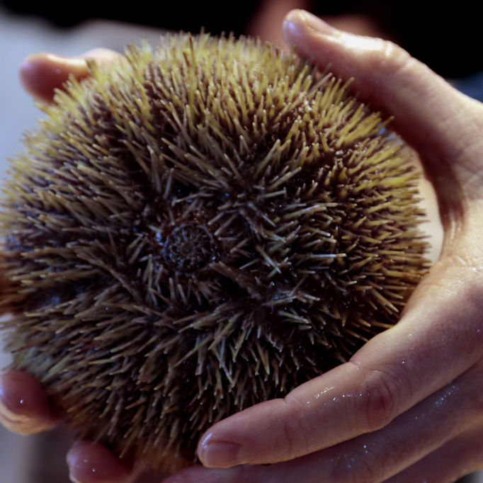 Non-Human Stakeholders: Sea Urchin