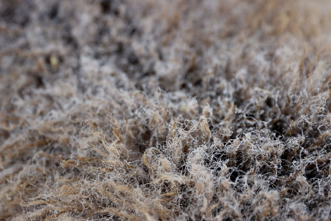 close-up of wool