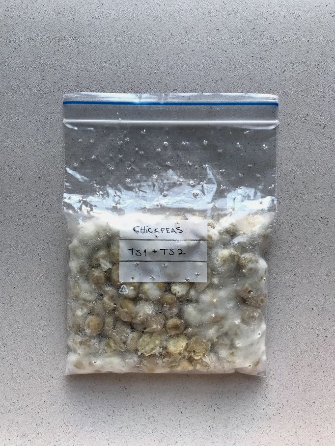 a minigrip bag of bean mycelium mixture