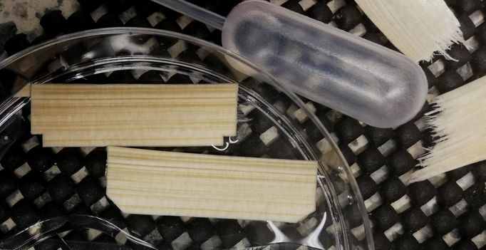 Colour photo of wood samples in clear liquid, a pipette on a textured background