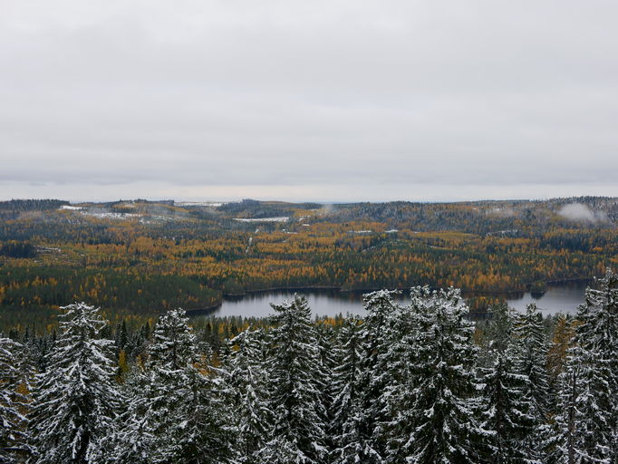 a landscape of a forest during fall with bit of snow on the trees and ruska